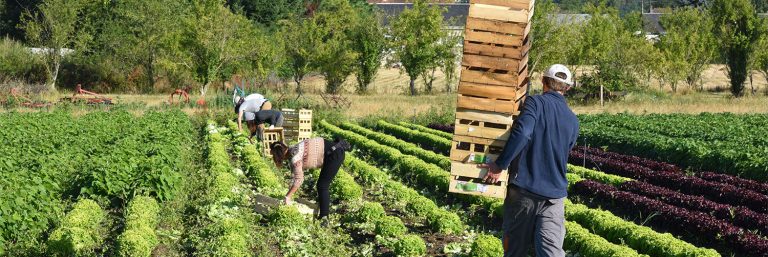 JARDIN DE COCAGNE  Maraichage biologique  insereco41